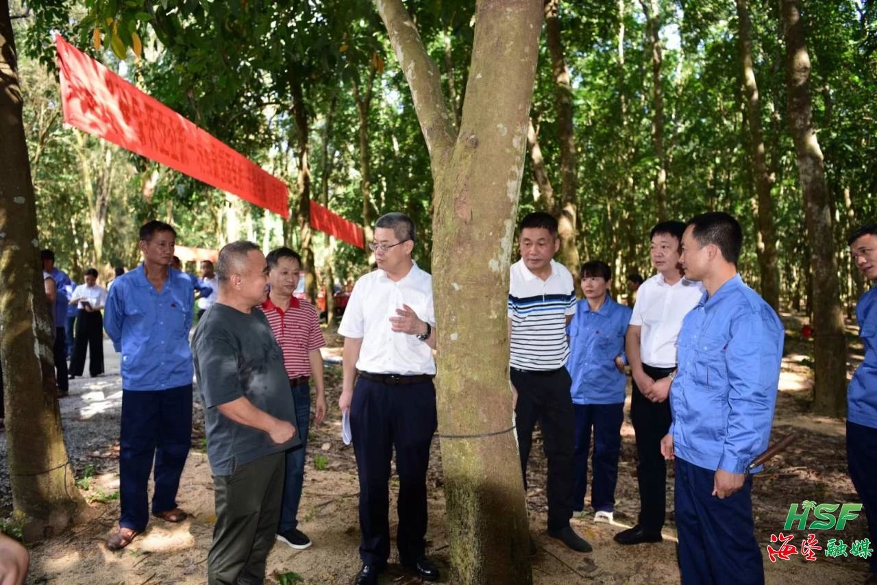 艾軼倫一行人在全國(guó)割膠狀元張健的膠園調(diào)研